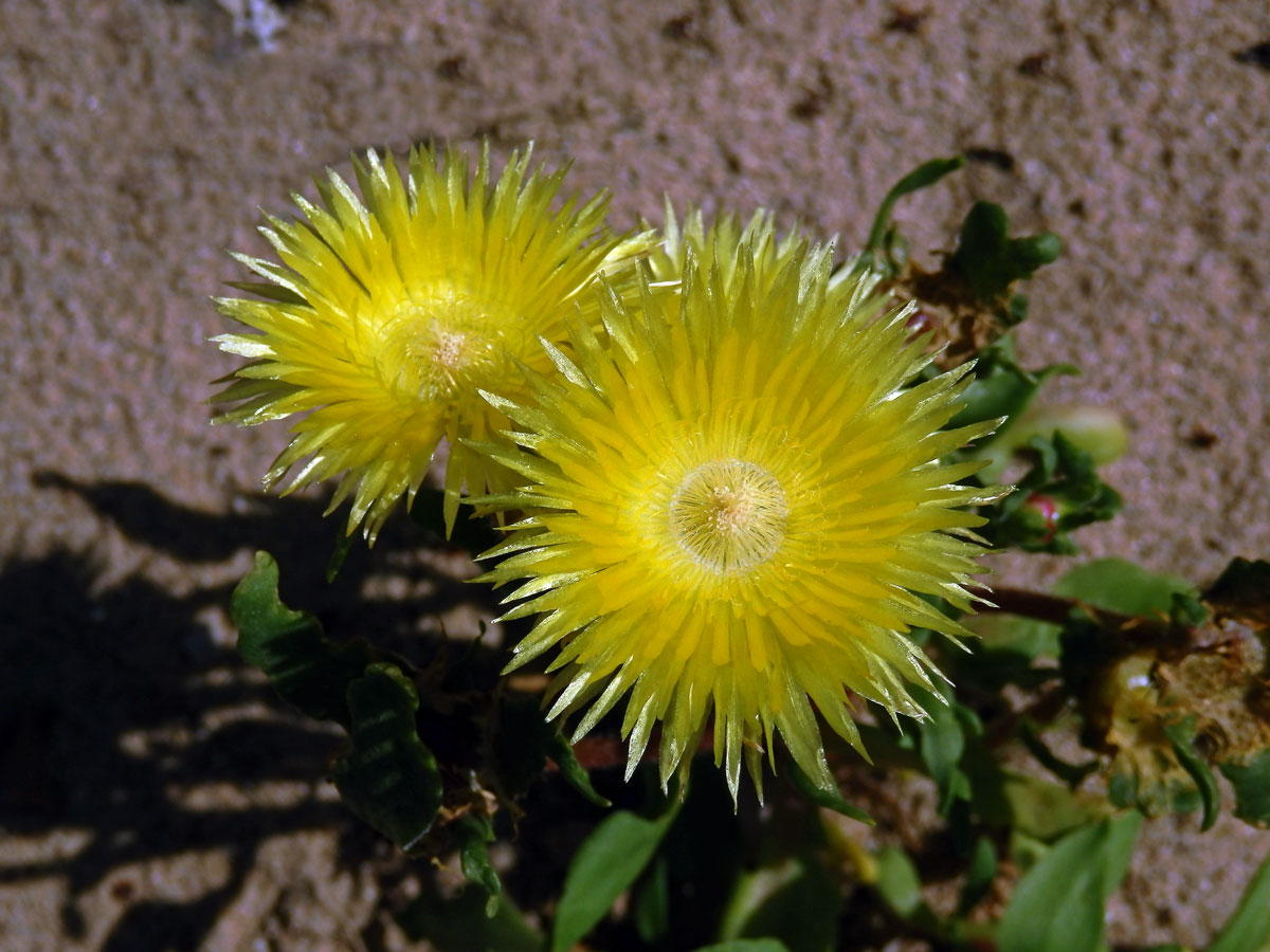 Carpanthea pomeridiana (L.) N. E. Br.