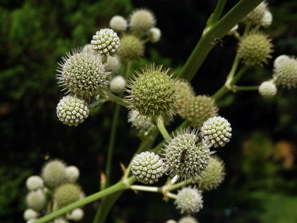 Máčka latnatá (Eryngium paniculatum Cav. et Dombey ex F. Delaroche)