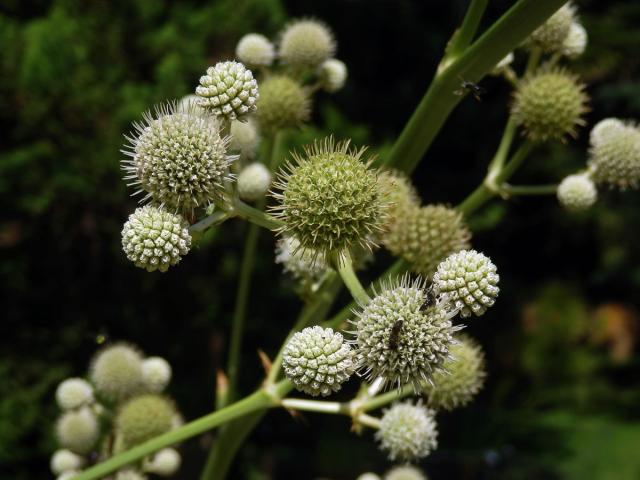 Máčka latnatá (Eryngium paniculatum Cav. et Dombey ex F. Delaroche)