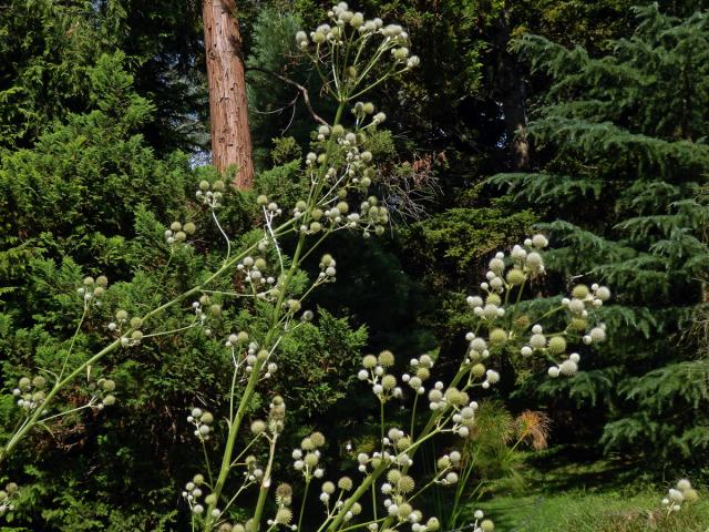 Máčka latnatá (Eryngium paniculatum Cav. et Dombey ex F. Delaroche)