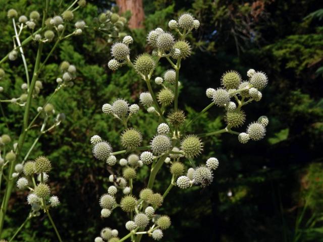 Máčka latnatá (Eryngium paniculatum Cav. et Dombey ex F. Delaroche)