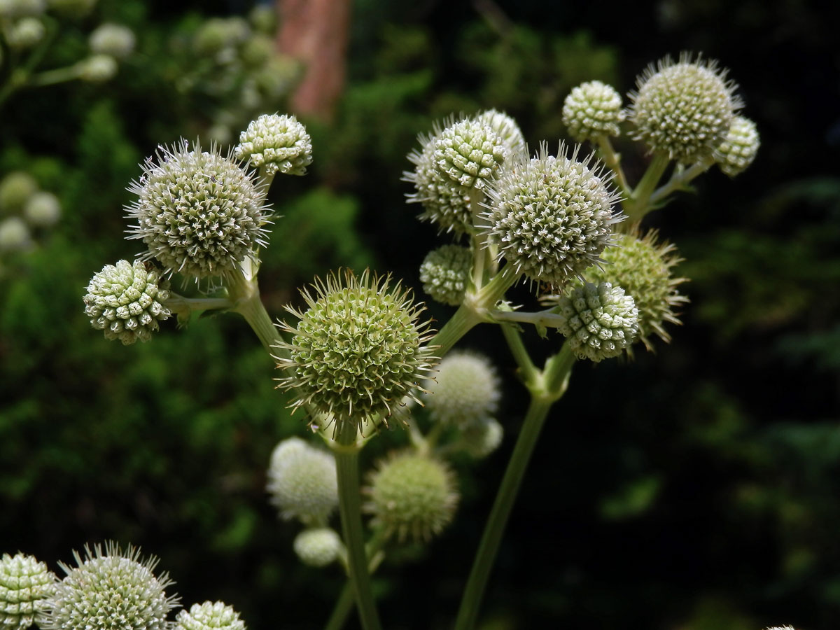 Máčka latnatá (Eryngium paniculatum Cav. et Dombey ex F. Delaroche)