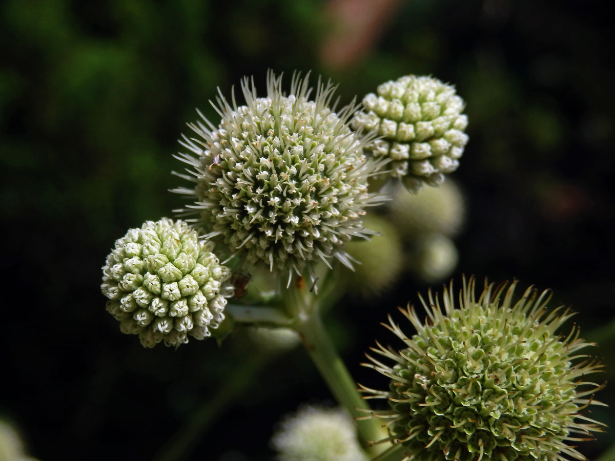 Máčka latnatá (Eryngium paniculatum Cav. et Dombey ex F. Delaroche)