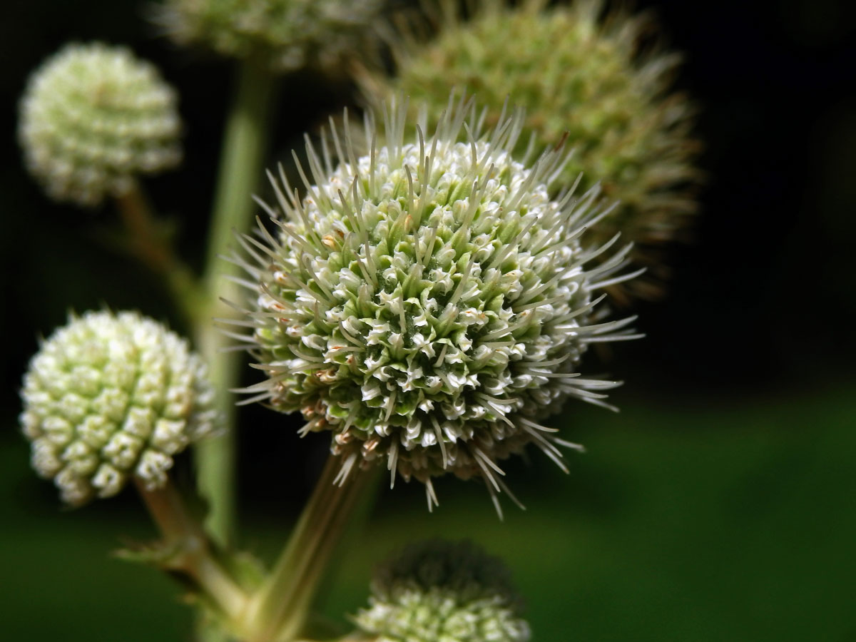 Máčka latnatá (Eryngium paniculatum Cav. et Dombey ex F. Delaroche)