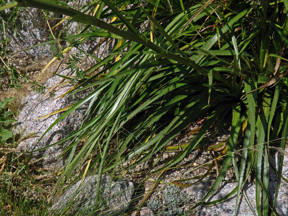 Máčka latnatá (Eryngium paniculatum Cav. et Dombey ex F. Delaroche)