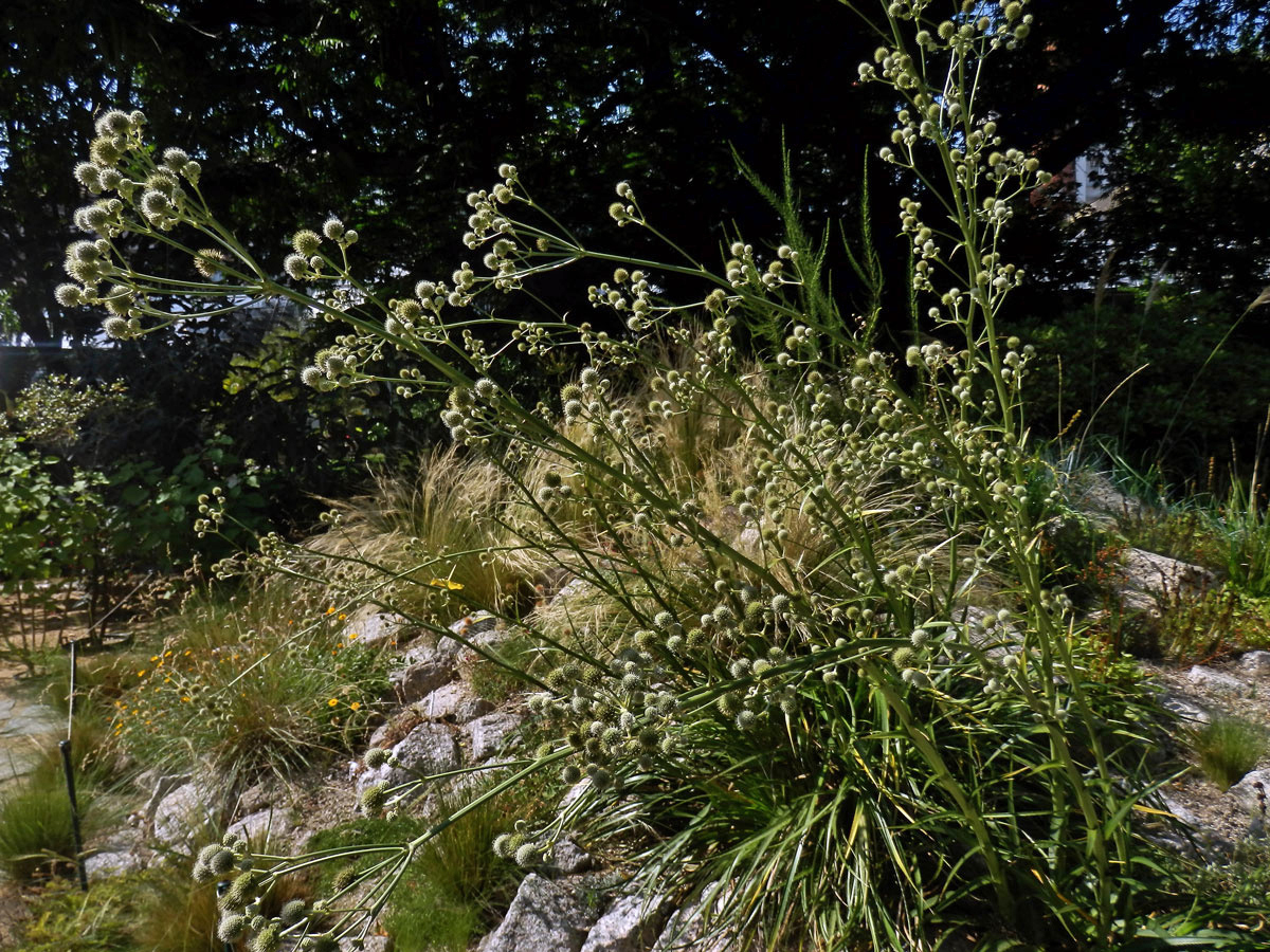 Máčka latnatá (Eryngium paniculatum Cav. et Dombey ex F. Delaroche)