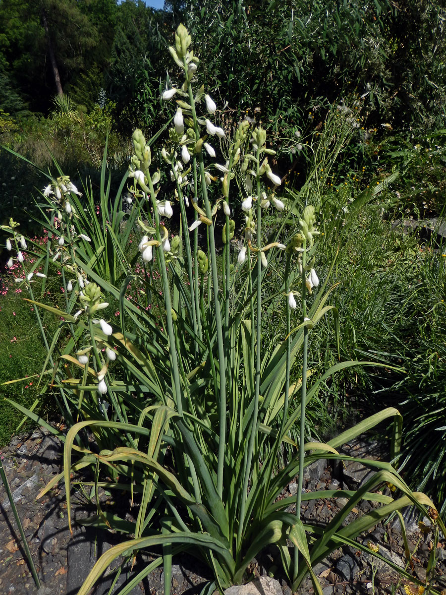 Snědek (Ornithogallum candidans (Baker) J. C. Manning ert Goldblatt)