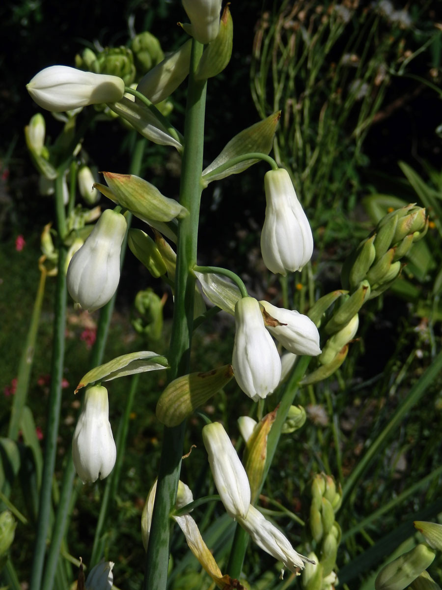 Snědek (Ornithogallum candidans (Baker) J. C. Manning ert Goldblatt)