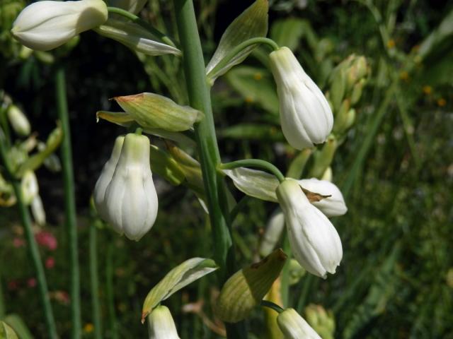 Snědek (Ornithogallum candidans (Baker) J. C. Manning ert Goldblatt)