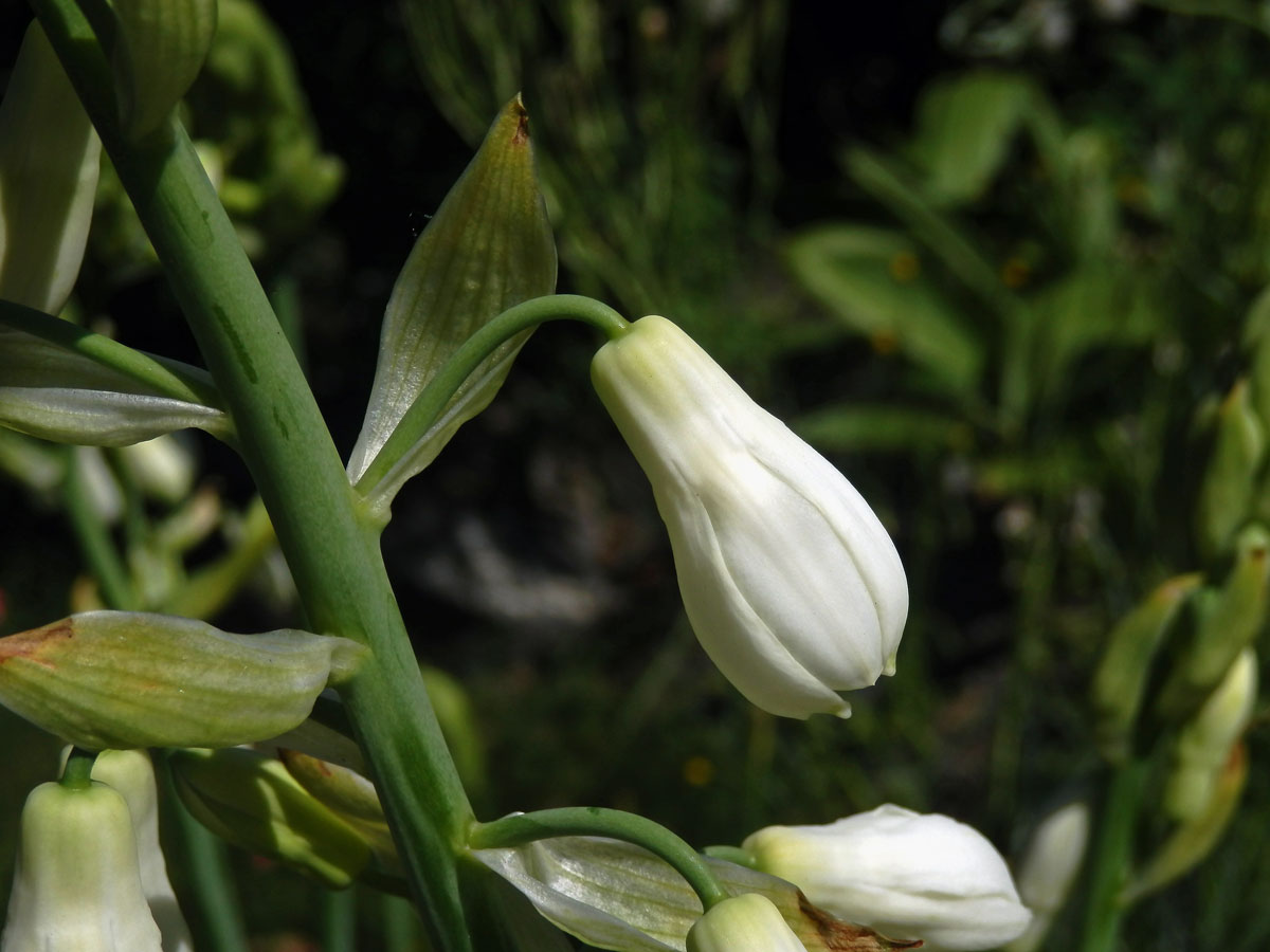 Snědek (Ornithogallum candidans (Baker) J. C. Manning ert Goldblatt)