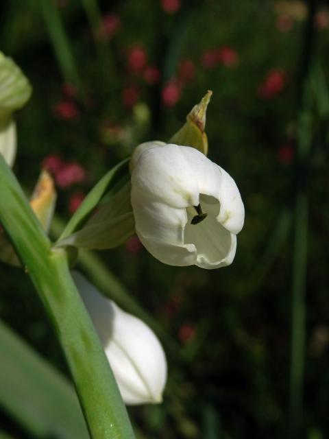 Snědek (Ornithogallum candidans (Baker) J. C. Manning ert Goldblatt)