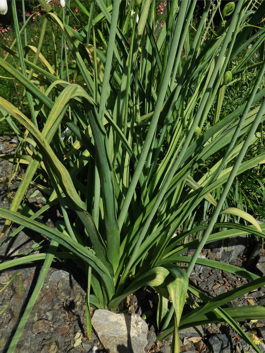 Snědek (Ornithogallum candidans (Baker) J. C. Manning ert Goldblatt)