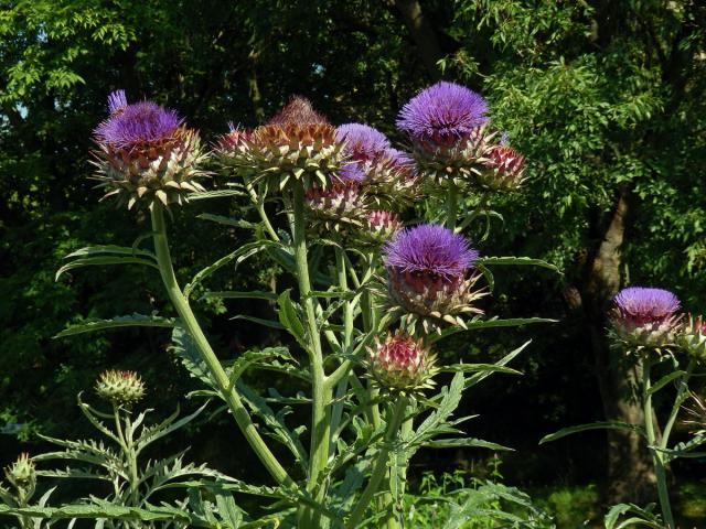 Artyčok zeleninový (Cynara scolymus L.)