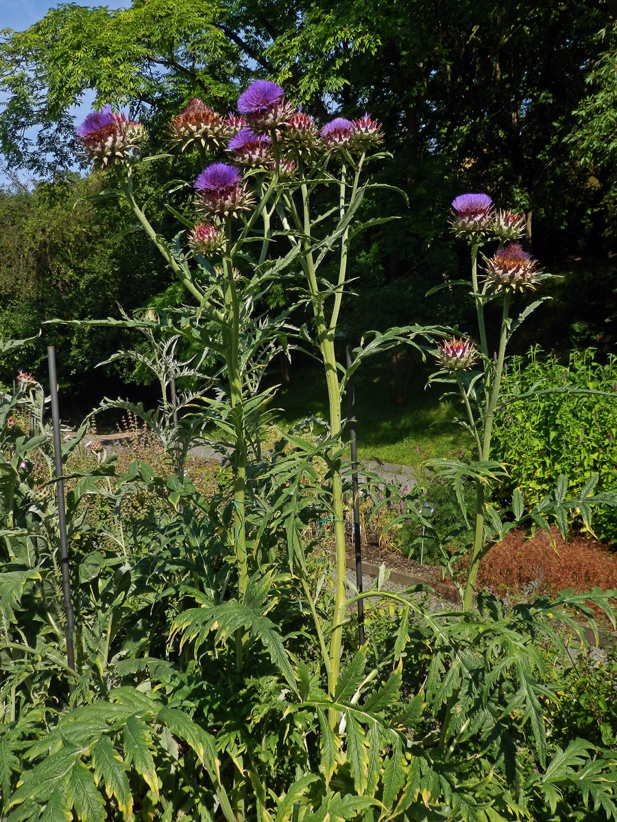 Artyčok zeleninový (Cynara scolymus L.)