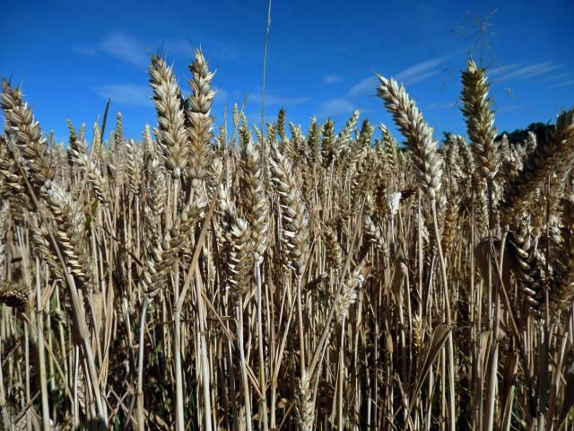 Pšenice setá (Triticum aestivum L.)