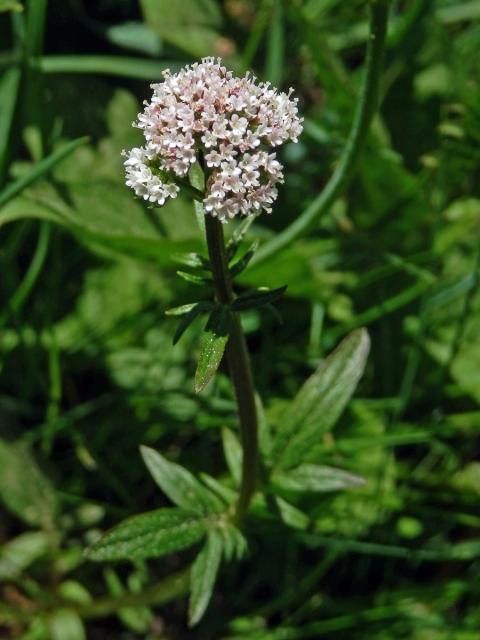 Kozlík dvoudomý (Valeriana dioica L.)