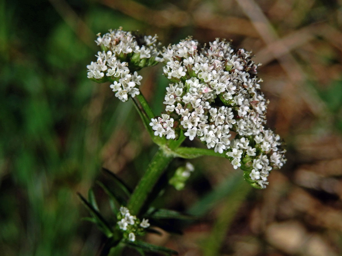 Kozlík dvoudomý (Valeriana dioica L.)