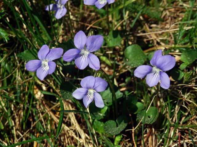 Violka Rivinova (Viola riviniana Rchb.)