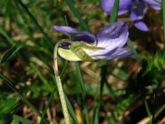 Violka Rivinova (Viola riviniana Rchb.)