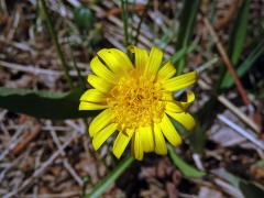 Hadí mord nízký (Scorzonera humilis L.)