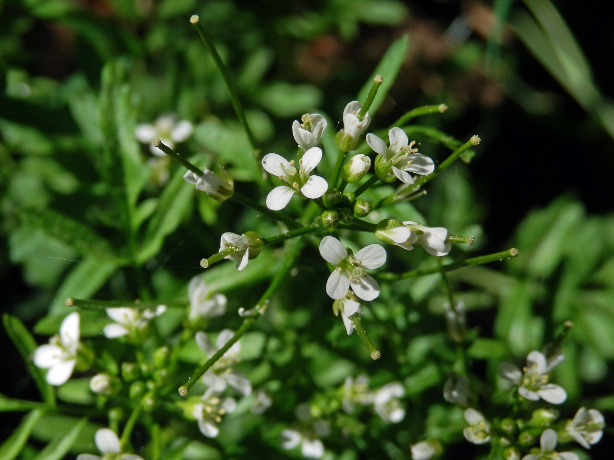 Řeřišnice křivolaká (Cardamine flexuosa With.)