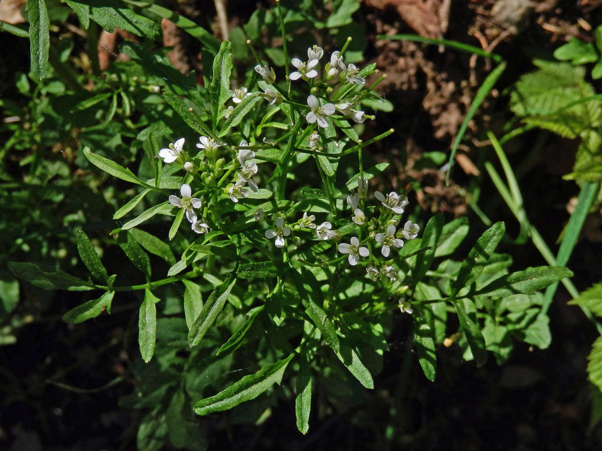 Řeřišnice křivolaká (Cardamine flexuosa With.)