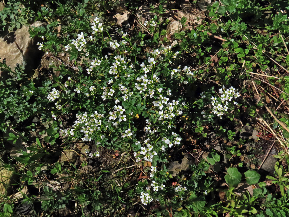 Řeřišnice hořká (Cardamine amara L.)