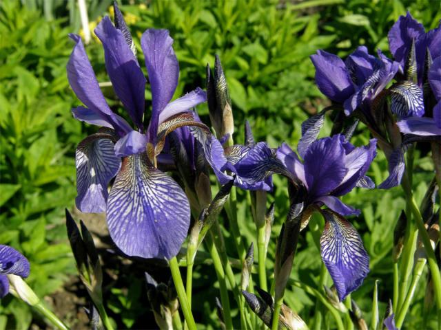 Kosatec sibiřský (Iris sibirica L.)