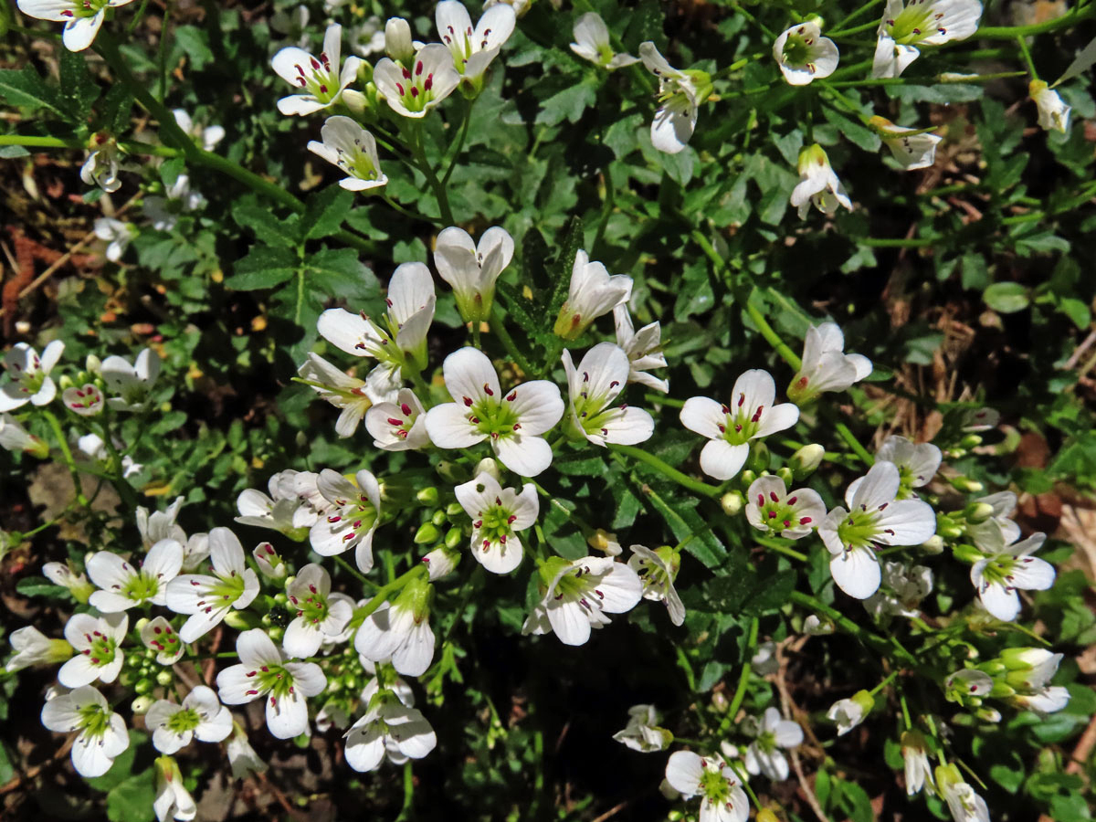 Řeřišnice hořká (Cardamine amara L.)