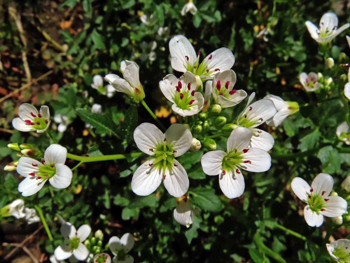 Řeřišnice hořká (Cardamine amara L.)