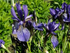 Kosatec sibiřský (Iris sibirica L.)