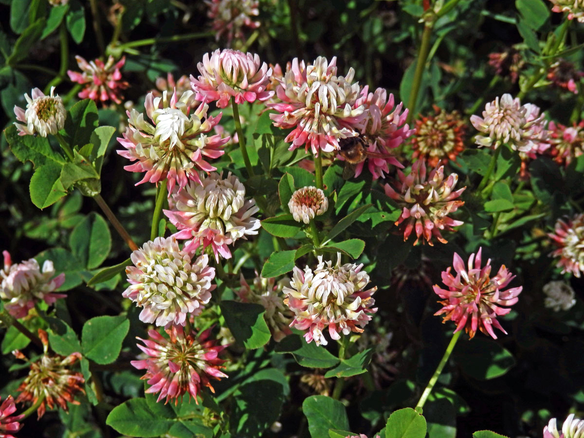 Jetel zvrhlý (Trifolium hybridum L.)