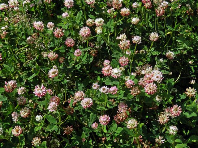 Jetel zvrhlý (Trifolium hybridum L.)