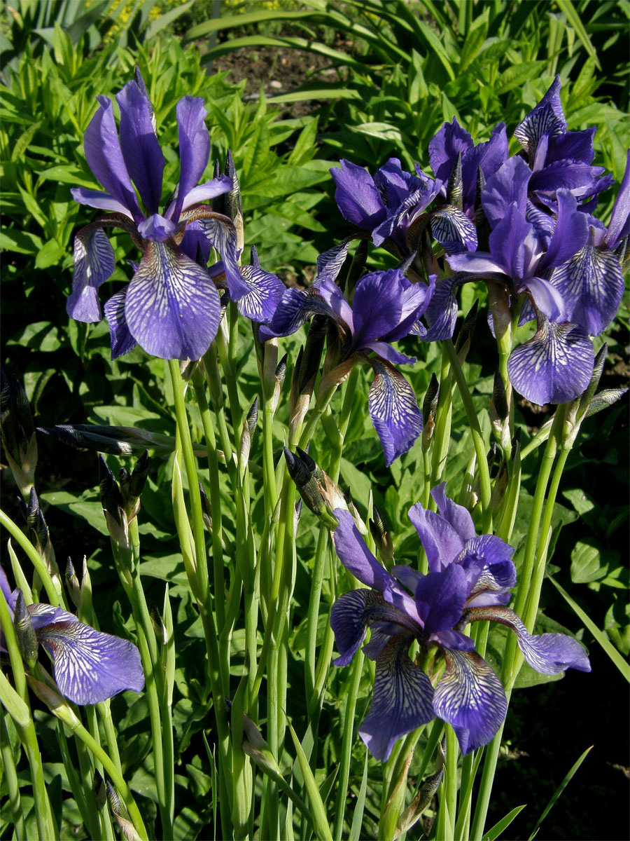 Kosatec sibiřský (Iris sibirica L.)