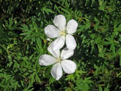 Kakost krvavý (Geranium sunguineum L.) s bílými květy