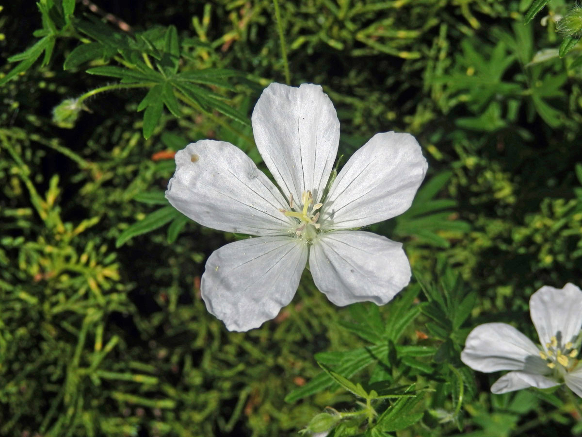 Kakost krvavý (Geranium sunguineum L.)