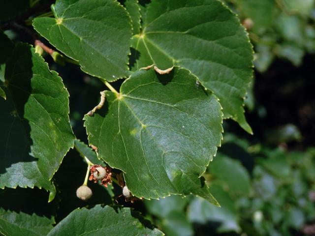 Hálky bejlomorky Dasineura tiliae na okraji listu lípy srdčité (Tilia cordata Mill.)