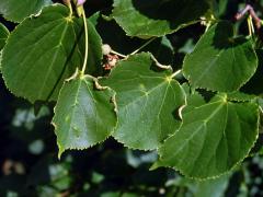 Hálky bejlomorky Dasineura tiliae na okraji listu lípy srdčité (Tilia cordata Mill.)