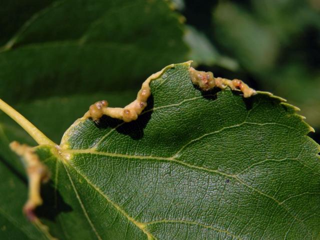 Hálky bejlomorky Dasineura tiliae na okraji listu lípy srdčité (Tilia cordata Mill.)