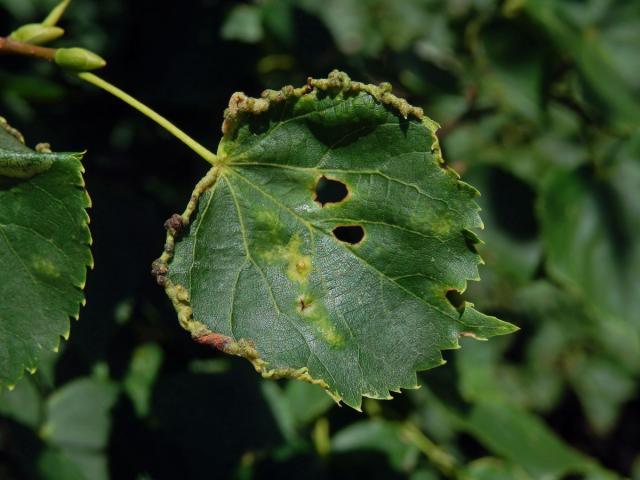 Hálky bejlomorky Dasineura tiliae na okraji listu lípy srdčité (Tilia cordata Mill.)