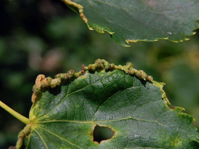 Hálky bejlomorky Dasineura tiliae na okraji listu lípy srdčité (Tilia cordata Mill.)