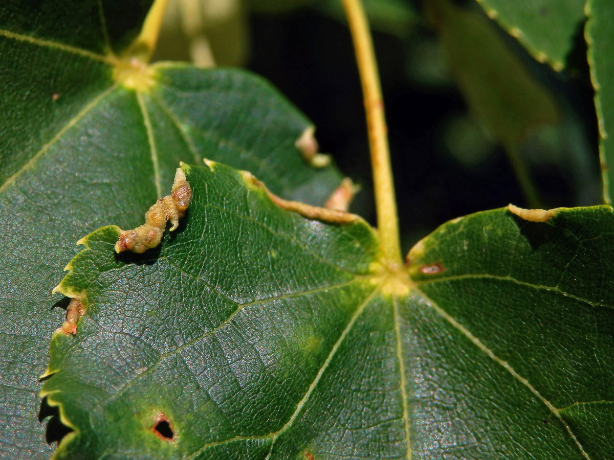 Hálky bejlomorky Dasineura tiliae na okraji listu lípy srdčité (Tilia cordata Mill.)