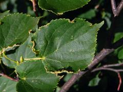 Hálky bejlomorky Dasineura tiliae na okraji listu lípy srdčité (Tilia cordata Mill.)