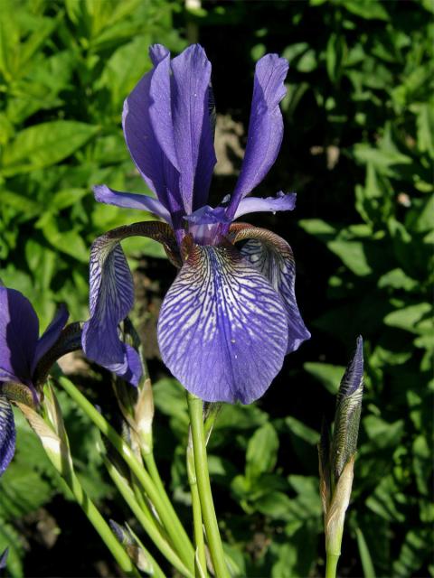 Kosatec sibiřský (Iris sibirica L.)