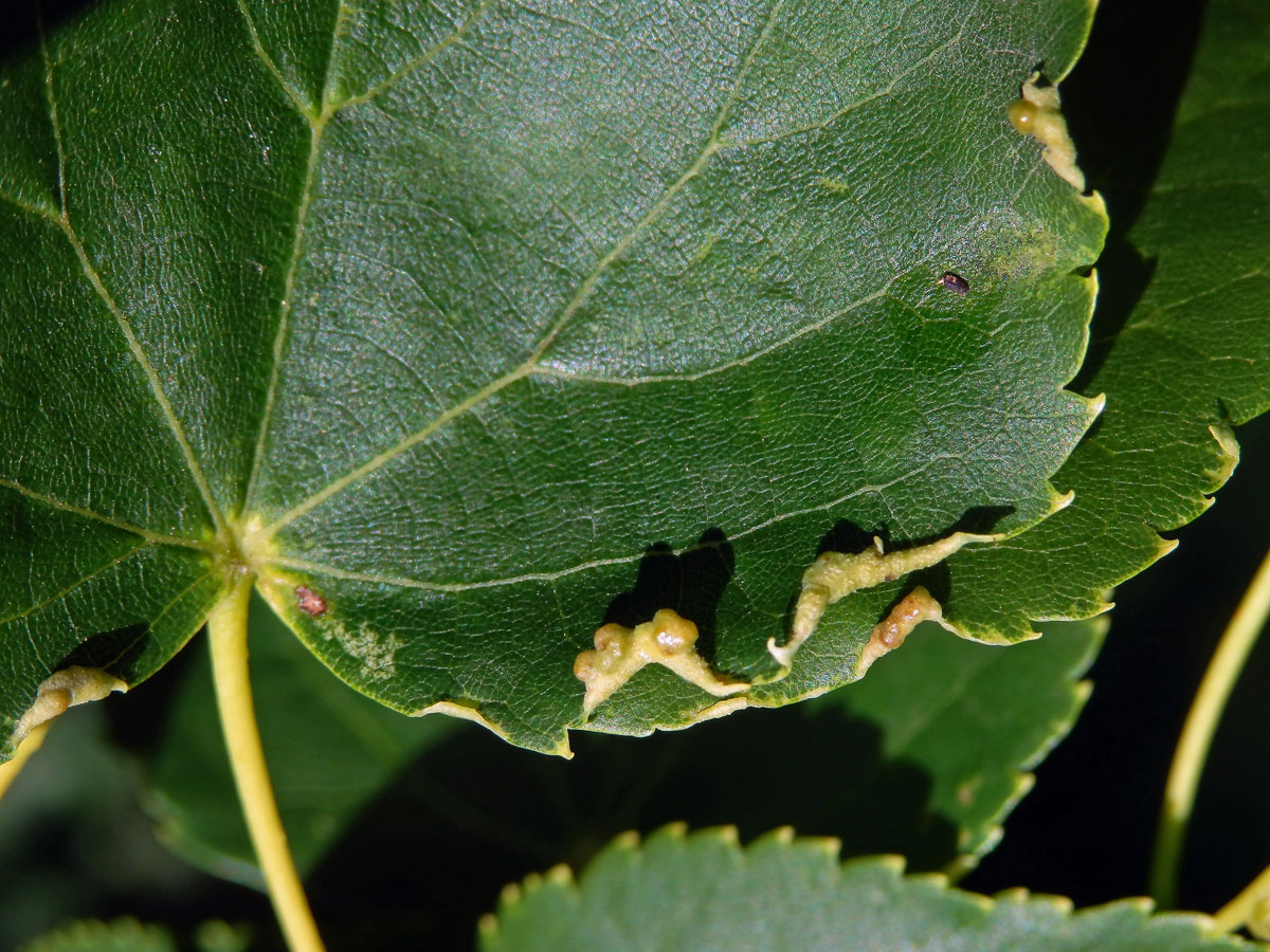 Hálky na okraji listu lípy srdčité (Tilia cordata Mill.), původce neznámý