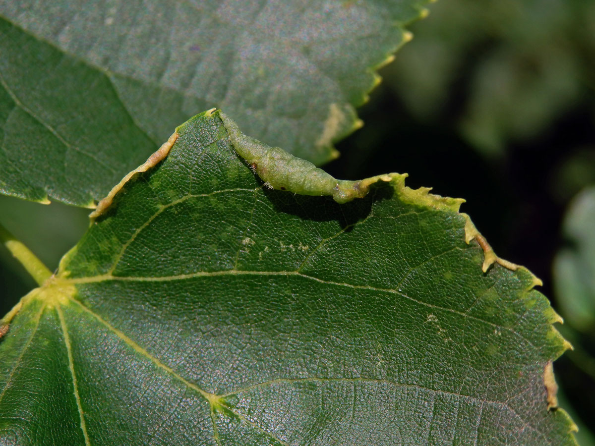 Hálky na okraji listu lípy srdčité (Tilia cordata Mill.), původce neznámý