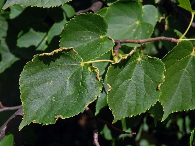 Hálky na okraji listu lípy srdčité (Tilia cordata Mill.), původce neznámý