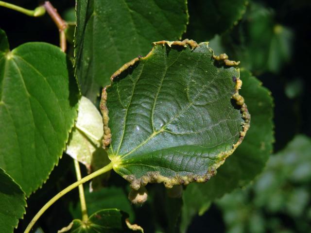 Hálky na okraji listu lípy srdčité (Tilia cordata Mill.), původce neznámý