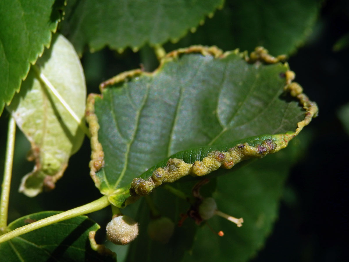 Hálky na okraji listu lípy srdčité (Tilia cordata Mill.), původce neznámý