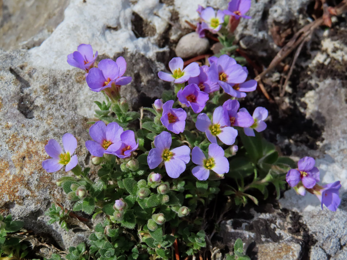 Tařička obrubníková (Aubrieta columnae Guss.)